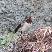 Строительство гнезда (серия) :: Любовь Сахарова