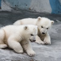 Белый :: SanSan 