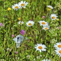 Бабочки на лугу :: Валерий Иванович