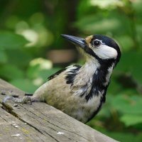 Самка БПД :: Лина 