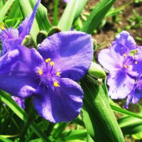 Нежная традесканция :: Людмила Смородинская