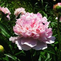 Красота :: Людмила Смородинская