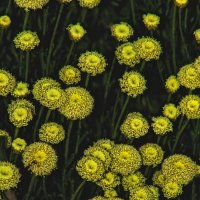 Сантолина кипарисовидная :: Giant Tao /