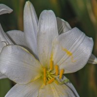 Лилия :: Giant Tao /