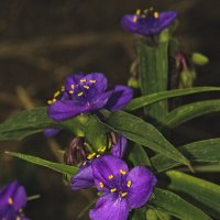 Традесканция виргинская :: Giant Tao /