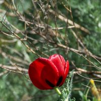 Мак рогатый :: Игорь Сикорский Мак рогатый :: Игорь Сикорский