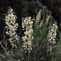 Доброе утро, страна! :: Юрий Гайворонскiий Доброе утро, страна! :: Юрий Гайворонскiий