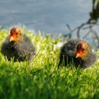 Лысухи :: Владимир Колесников