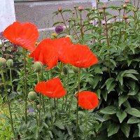 Красные маки. :: Ольга 