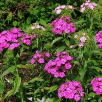 Гвоздика травянка :: Рита Симонова