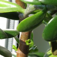 Монетки подрастают :: ИРЭН@ .