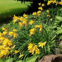 Лилейник желтый :: Рита Симонова