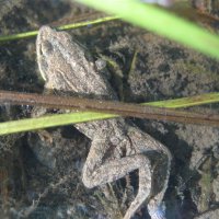 Едва не засох на дороге :: Anna Ivanova