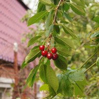 Черешня :: Глеб 