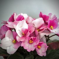 Моя фиалочка :: Светлана 