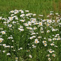 Ромашковое лето :: Светлана Ромашковое лето :: Светлана