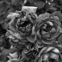 Увядание :: Валерий Ткаченко