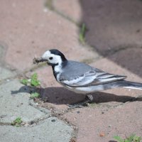 Трясогузка :: Ольга Прикуль