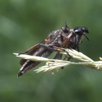 Ктырь :: Зоя Мишина