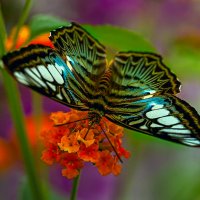 Сильвия тигровая :: Aleksey Afonin