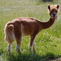 Про ламу :: Юрий. Шмаков