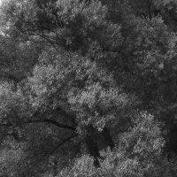 *** :: Анна Малышева