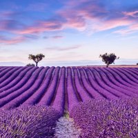 Лаванда цвіте Буковина :: Степан Карачко