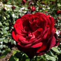 Роза красная,ты прекрасная! ... :: Галина 