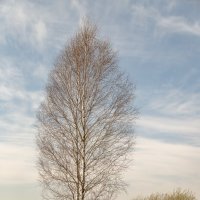 В поле. :: Сергей Татаринов