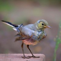 Живая природа :: Николай Соколухин