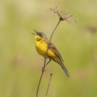 Желтая трясогузка :: Светлана 