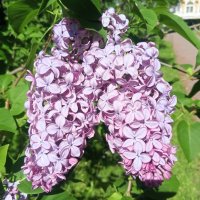 Сирень :: Сапсан 