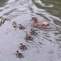 Утята :: Сапсан 