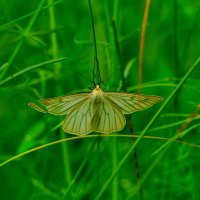 опять про бабочек 21 :: Александр Прокудин