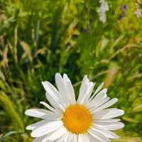 Распустились :: Татьяна Пальчикова