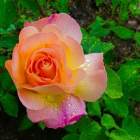 Розы в городе. :: Милешкин Владимир Алексеевич 