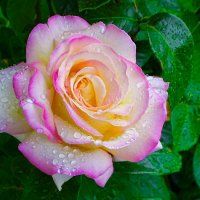 Розы в городе. :: Милешкин Владимир Алексеевич 