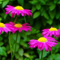 Лето и цветы. :: Милешкин Владимир Алексеевич Лето и цветы. :: Милешкин Владимир Алексеевич