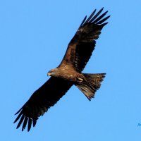 Чёрный коршун. :: Восковых Анна Васильевна 