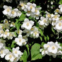 Жасмин у дома. :: Восковых Анна Васильевна Жасмин у дома. :: Восковых Анна Васильевна