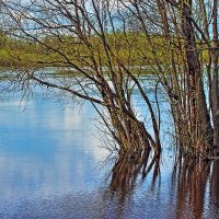 Июнь...Ивы в разлив! :: Владимир 