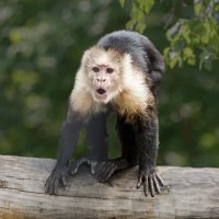 Капуцин :: SanSan Капуцин :: SanSan