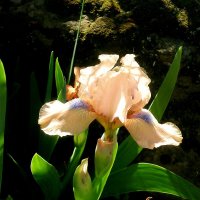 Цветы :: Роман Савоцкий