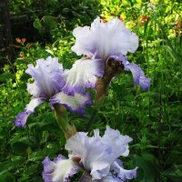 Нежный ирис :: Людмила Смородинская