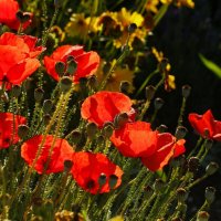 Маки :: Юрий. Шмаков