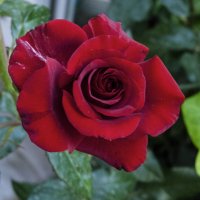 Бархатная  роза :: Валентин Семчишин