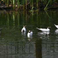 Весна в Ботаническом... :: Наташа ***** Весна в Ботаническом... :: Наташа *****