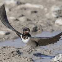 ласточка :: юрий макаров ласточка :: юрий макаров