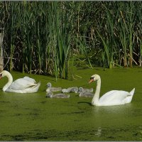 Семья... :: Aleksandr Gal