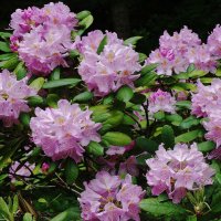 Рододендрон :: Рита Симонова